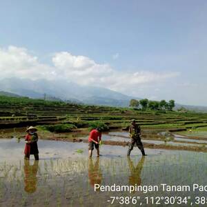 Mantapkan Ketahanan Pangan, Koramil 0815/16 Pacet Bantu Petani Padi Di Dua Desa