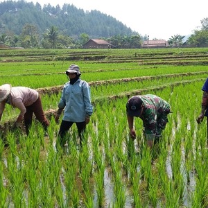 Meremangnya Sebutan Indonesia Agraris