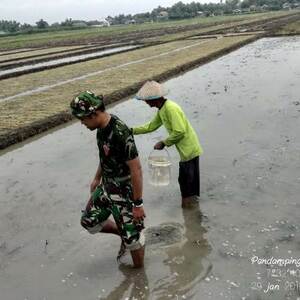 Babinsa Koramil 0815/11 Pungging Dampingi Petani Sebar Benih Padi