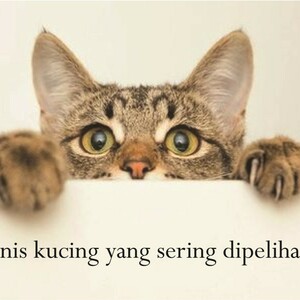 jenis kucing yang sering dipelihara