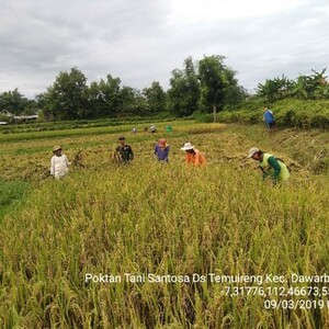 Pendampingan Pertanian, Upaya Khusus Swasembada Pangan Di WIlayah Dawarblandong 