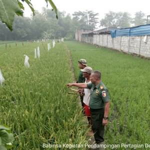 Motivasi Petani, Ini Yang Dilakukan Babinsa Koramil 0815/14 Dlanggu