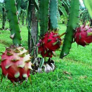 Yogyakarta ,tempat yang  Asyik Berburu  Buah Naga 