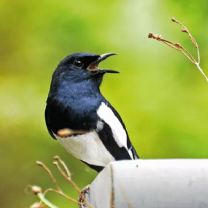 Cara Mudah Menjinakkan Burung Kacer Muda Hutan