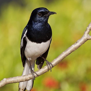 3 Jenis Burung Pengicau Paling Populer di Indonesia