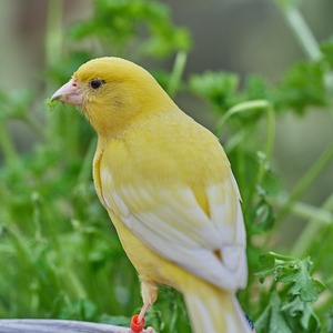 Cara Merawat Burung Kenari Agar Selalu Sehat Dan Merdu