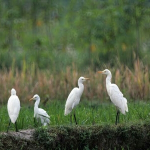 Desa Kentingan, Tempat Habitat Burung Kuntul