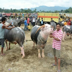 Pasar  Bolu, Pasar Unik Tanah Toraja 