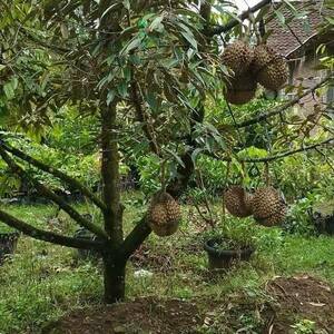  Manfaat dan Khasiat Buah Durian 