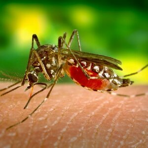 Tips Mencegah Rumah Menjadi Sarang Nyamuk