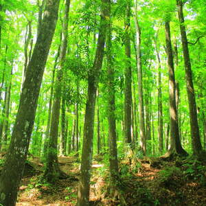 Kehidupan dan Pembangunan akan Berjalan Harmonis Tergantung dari Fungsi Hutan Lindung ini