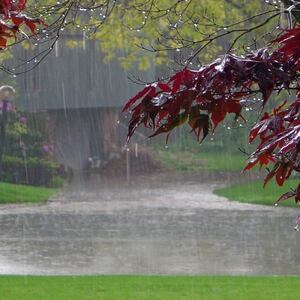 Keuntungan dari Mengumpulkan Air Hujan untuk Tanaman dan Kehidupan Manusia 