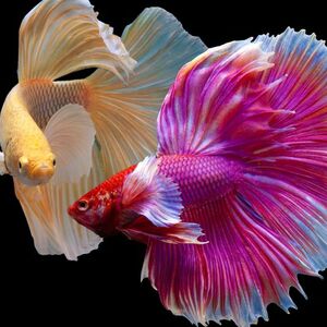 15 Jenis Ikan Cupang Tercantik Ddi Indonesia Bisa Anda Pelihara dalam Aquarium Pribadi