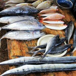 Empedu Ikan Haruan Menyimpan Banyak Manfaat untuk Kesehatan 