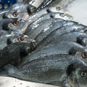 Rutin Mengkonsumsi Ikan Tongkol, Bagus untuk Menjaga Kesehatan Tubuh 