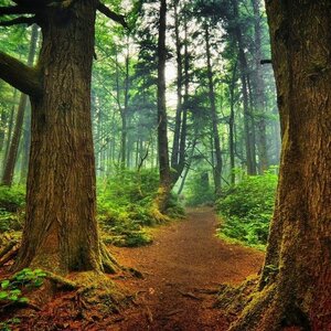 Mengenal Jenis-Jenis Hutan di Dunia Beserta Fakta unik di Dalamnya 
