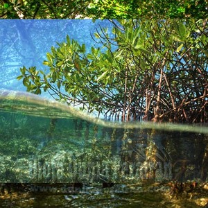 Langkah yang Dilakukan Guna Melestarikan Hutan Mangrove di Indonesia 