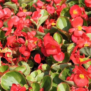 Tidak Hanya Cantik, Bunga Begonia Juga Memiliki Banyak Manfaat untuk Kesehatan Tubuh 