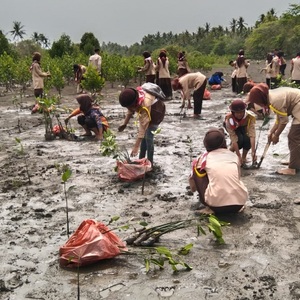 Implementasikan Dasa Darma, Anggota Pramuka Tanam Mangrove di Pesisir Pantai