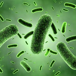 Pengetahuan Dasar Mengenai Bakteri 
