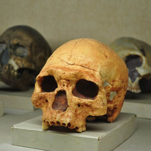 Fakta Tentang Fosil Manusia Purba di Indonesia 