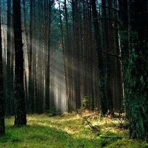 Pengenalan Hutan Buatan dan Faktanya 