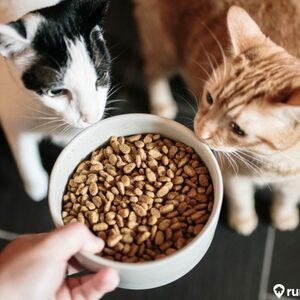 Kompleks Urusan Memilih Makanan Kucing, dari Bolt Sampai Royal Canin 