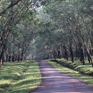 Tempat Wisata Baru Di Lampung Dikenal Sebagai Hutan Bambu Sagano Jepang
