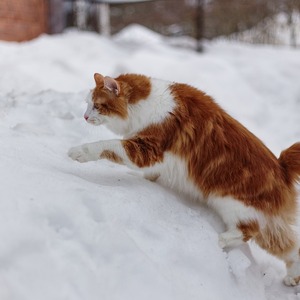 Kucing Kurilian Bobtail Asal Rusia yang Menggemaskan