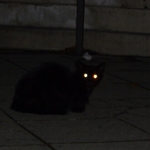 Mengungkap Rahasia Keajaiban Mata Kucing yang Bersinar di Malam Hari 