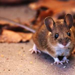 Tips Ampuh Mengusir Hama Tikus, Kecoak, Lalat dan Nyamuk Dengan Gula