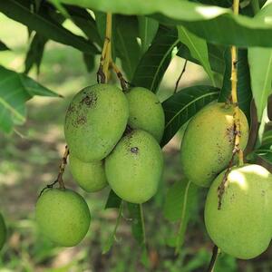 Tips Membuat Pohon Mangga di Halaman Berbuah Lebat 