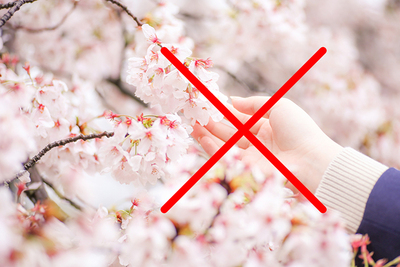 Aturan dan Larangan Saat Melihat Bunga Sakura di Jepang