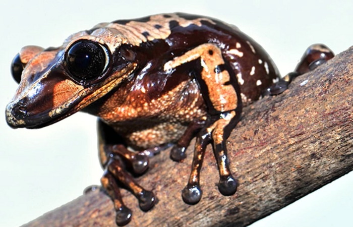 Katak Ini Menyuntikkan Racun dari kepalanya