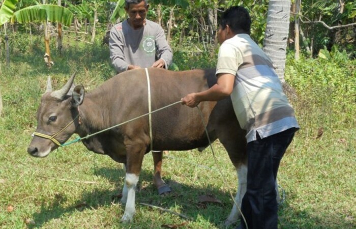 Belajar Makna Filosofis Berkurban Dari Kisah Nabi Ibrahim