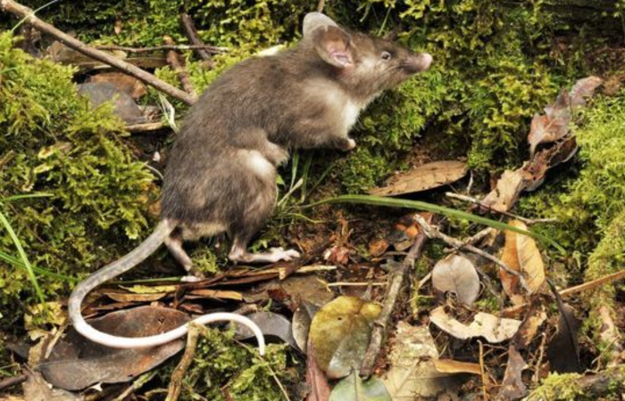 Tikus Mirip Babi Ditemukan di Sulawesi