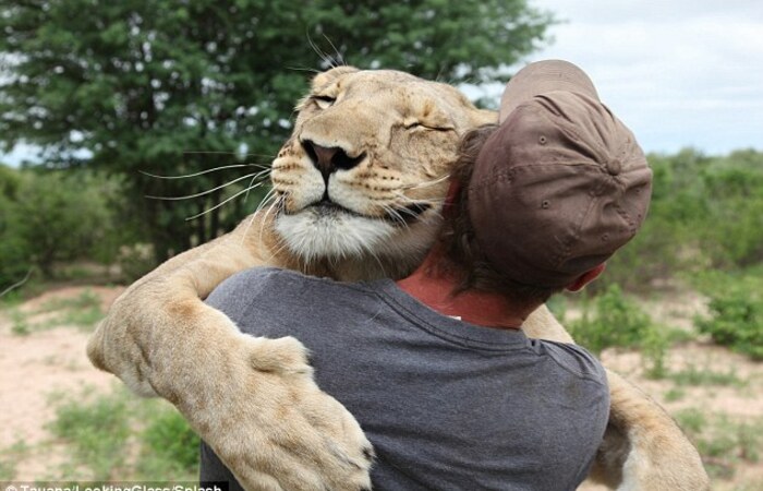 Inspiratif! Lihatlah Kumpulan Foto Singa yang Akrab dengan Seorang Pria