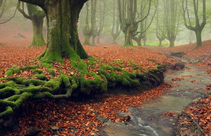 10 Hutan Misterius Tapi &quot;Cantik&quot; yang Patut Dijelajahi oleh Para Traveller 