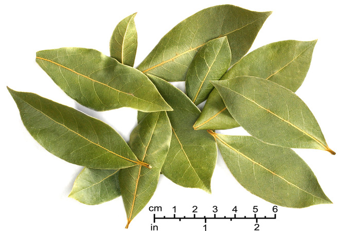 4 Manfaat mengagumkan daun salam untuk pencegahan penyakit