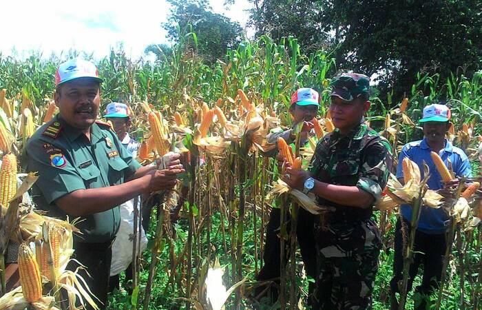 Tingkatkan Produktifitas Pertanian Saat Panen Jagung Di Bulan Ramadhan