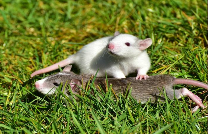 Bagaikan Tikus Mati di Lumbung Padi