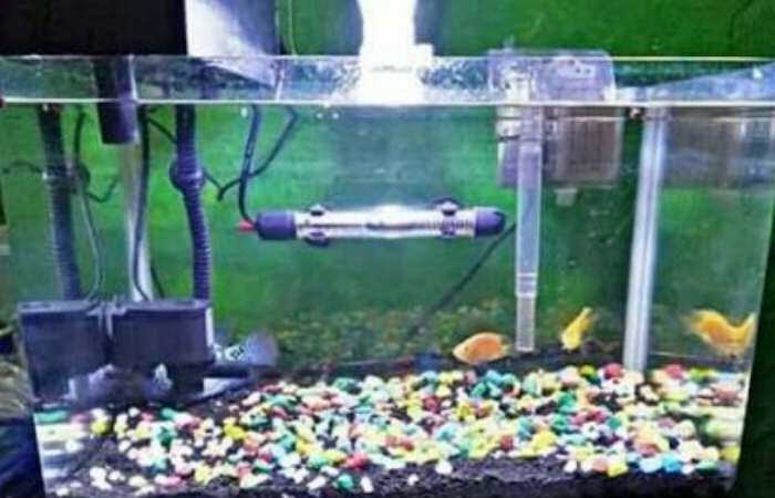 Apa Pentingnya Mesin Filter Aquarium Untuk Ikan Hias?