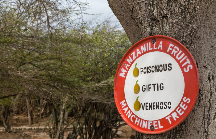 Manchineel,Pohon Berbahaya Bisa Menyebabkan Kematian