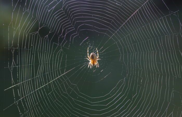 Meski Menakutkan, Ternyata laba-laba punya peran penting di rumah