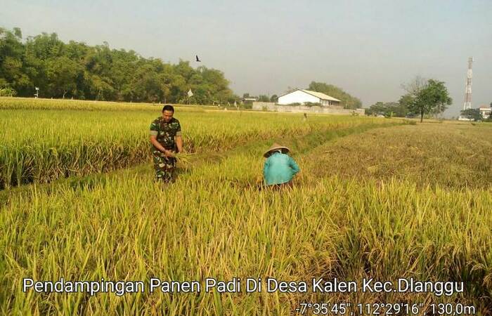 Petani Desa Kalen Dlanggu Panen Padi Varietas Ciherang