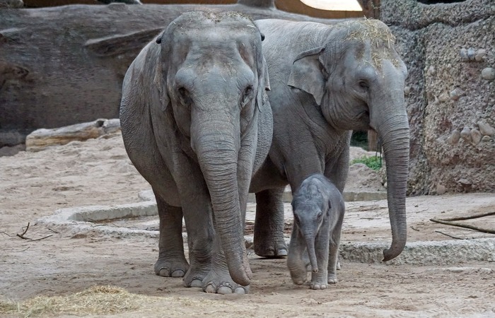 Gajah Hewan Besar, Tak Sekuat yang Kita Kira