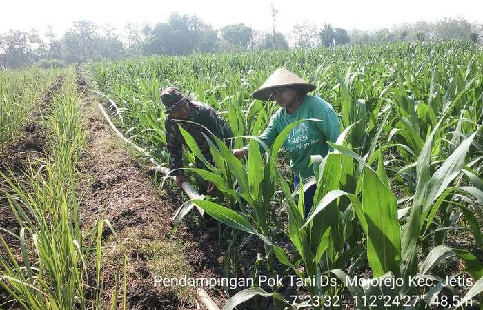 Dua Babinsa Koramil 0815/07 Jetis Dampingi Petani Rawat Tanaman Jagung