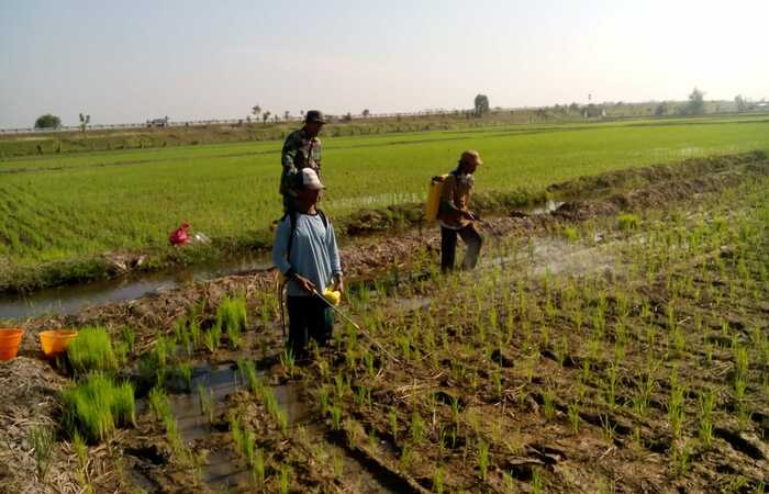 Kendalikan Hama Sundep Babinsa Koramil 0815/05 Gedeg Dampingi Petani Semprot Tanaman Padi