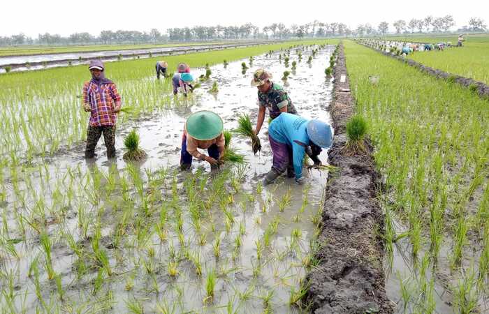 Babinsa Koramil 0815/05 Gedeg Terjun Ke Sawah Dampingi Petani Tanam Padi