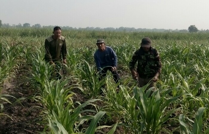 Babinsa Koramil 0815/05 Gedeg Bersama PPL Pengamatan Hama Jagung